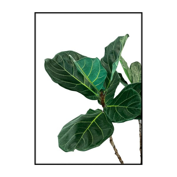 Plakat Imagioo Fig Tree Leaves, 40x30 cm