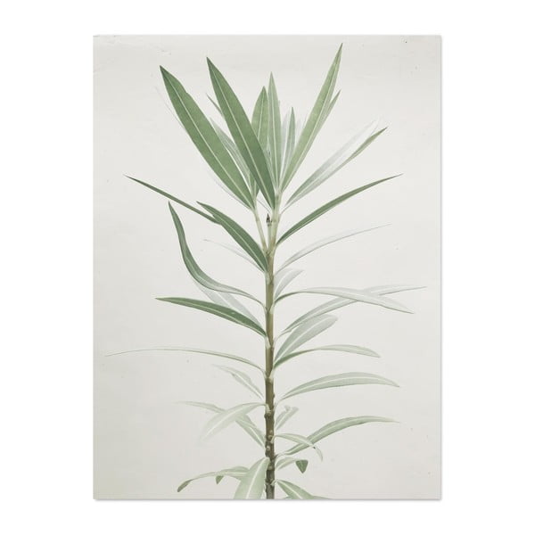 Plakat HF Living Botanic Aphrodite, 30x40 cm