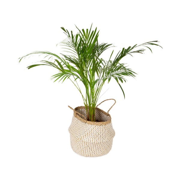 Jasny koszyk z trawy morskiej Compactor Zic Zac, ⌀ 35 cm-image-4