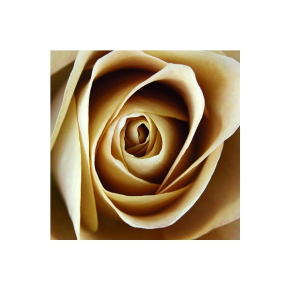 Obraz na szkle Róża I, 20x20 cm