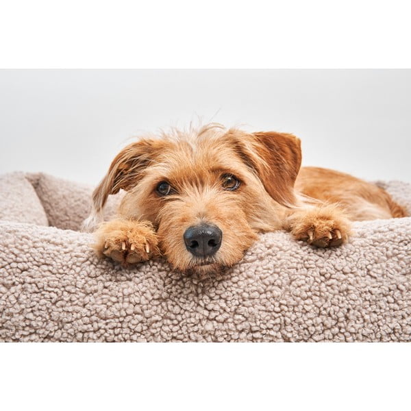 Beżowe legowisko dla psów z materiału bouclé 71x91 cm Senso Greige M – MiaCara-image-1