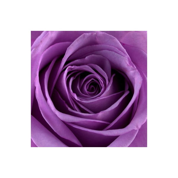Obraz na szkle Róża III, 20x20 cm