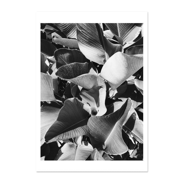 Plakat HF Living Botanic Aphrodite, 21x30 cm