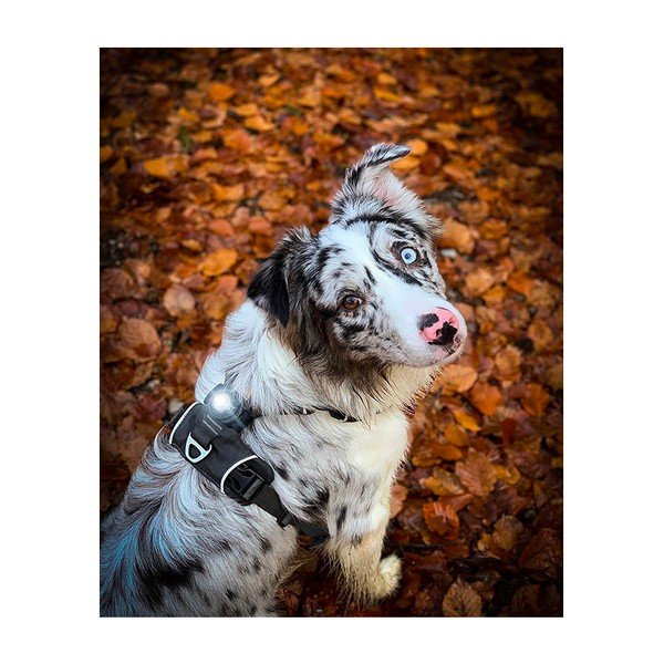 Lampka LED na obrożę Dark – Orbiloc-image-3