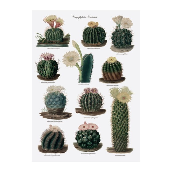 Ścierka kuchenna Magpie Botanical Cactus