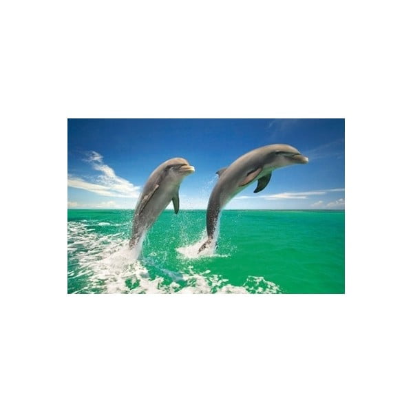 Fotoobraz Dolphin Duo, 51x81 cm