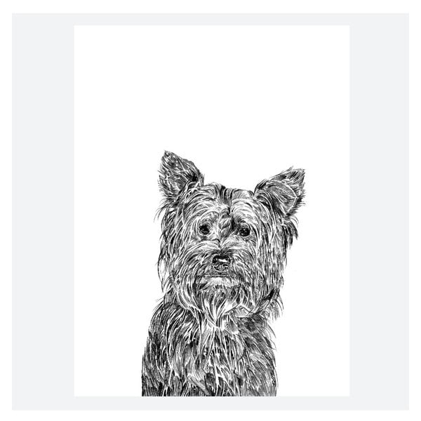 Plakat Freddie the Yorkshire Terrier, 30x40 cm
