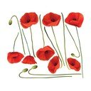 Komplet naklejek ściennych Ambiance Vermeil Poppies, 60x70 cm