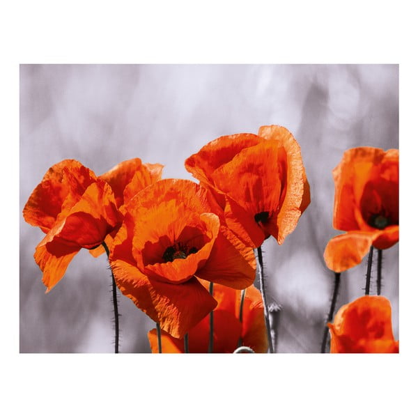 Szklany obraz Red Spot Poppies 60x80 cm
