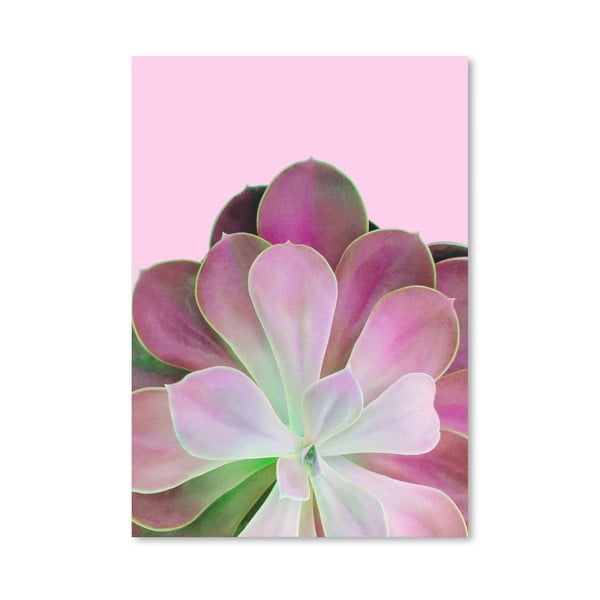 Plakat Americanflat Pink Succulent, 30x42 cm