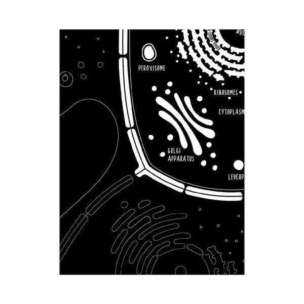 Zestaw 2 plakatów Follygraph Little & Big Biologist, 30x40 cm-image-3