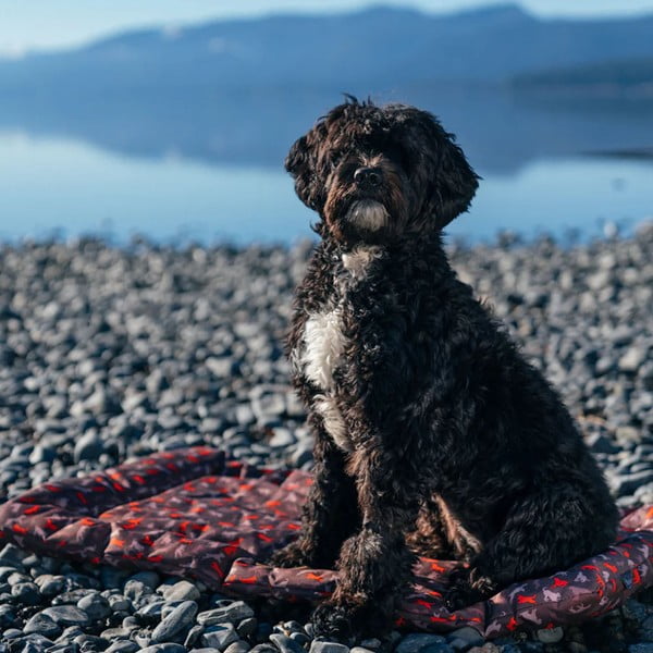 Brązowe legowisko podróżne dla psów 45x60 cm Outdoor Chill Pad Mocha S – P.L.A.Y.-image-4