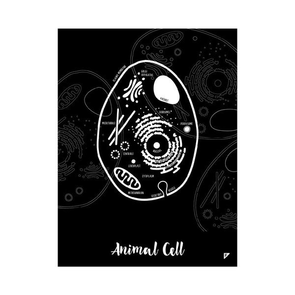 Zestaw 2 plakatów Follygraph Little & Big Biologist, 30x40 cm-image-1