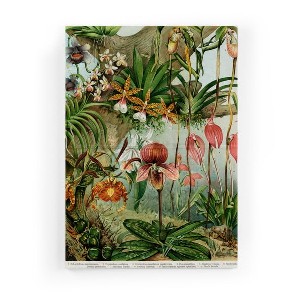 Obraz na płótnie Surdic Jungle Flowers, 40x60 cm