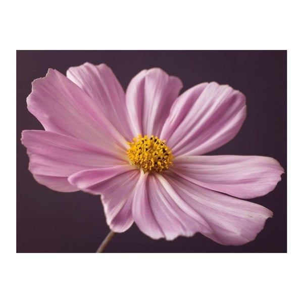 Obraz DecoMalta Light Pink, 65x50 cm