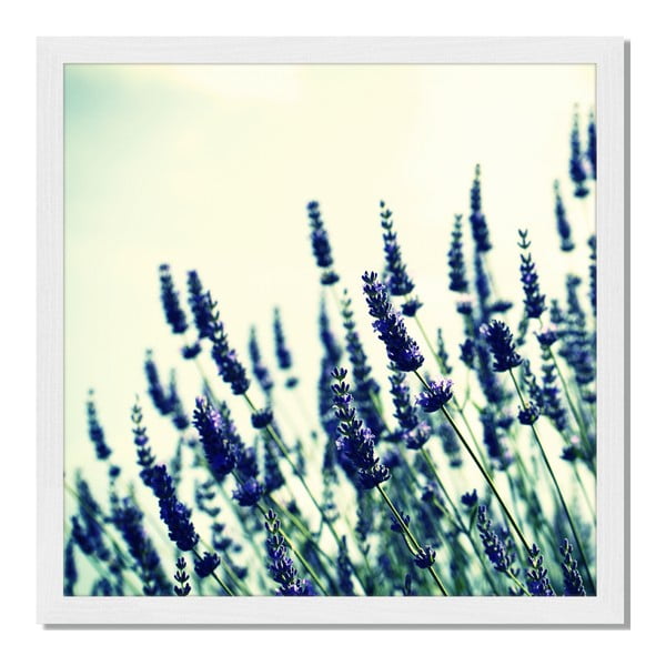 Obraz w ramie Liv Corday Provence Lavender Field, 40x40 cm