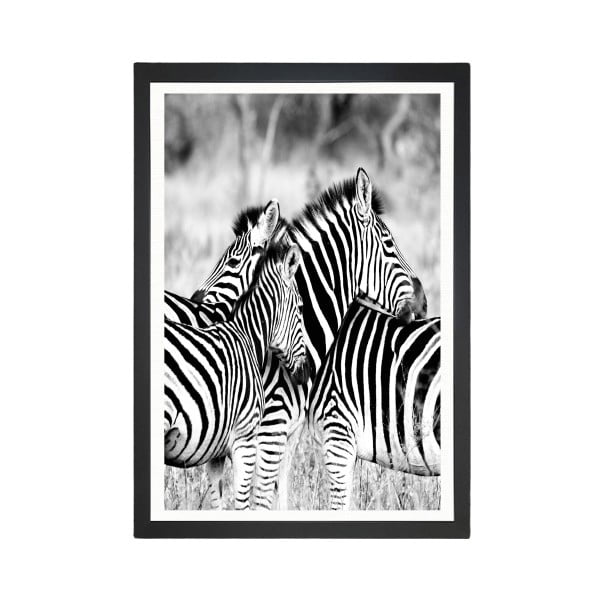 Obraz Tablo Center Zebras, 24x29 cm
