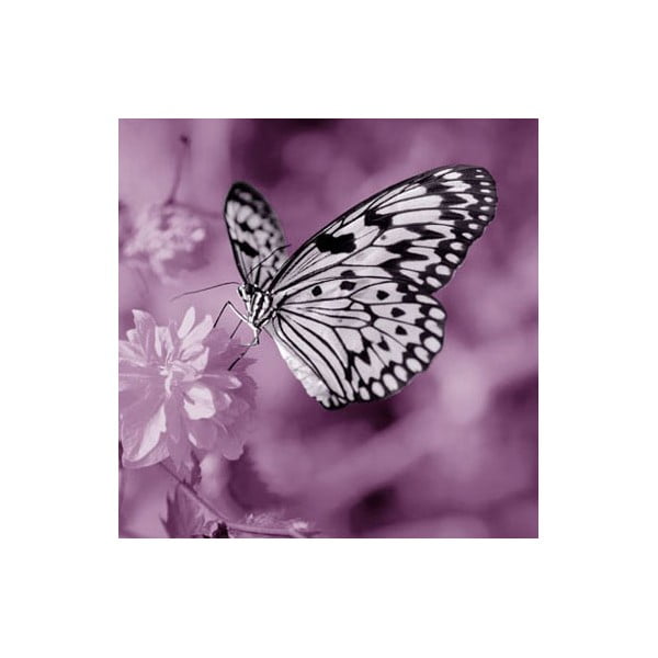 Obraz na szkle Motyl III, 30x30 cm