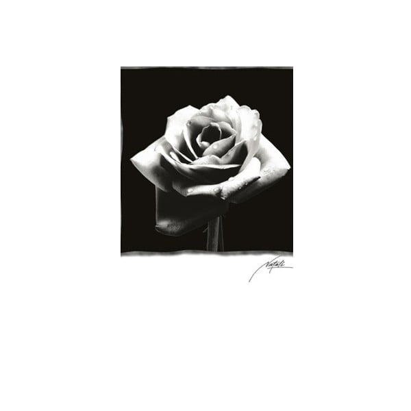 Foto-obraz Rose , 81x51 cm