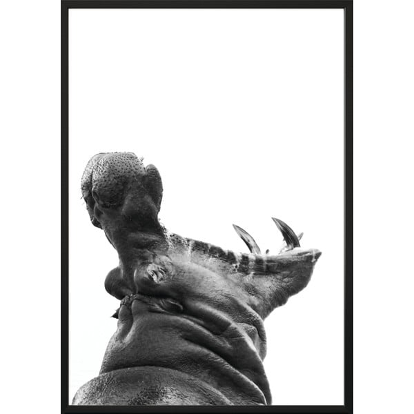Plakat DecoKing Hippopotamus, 50x40 cm