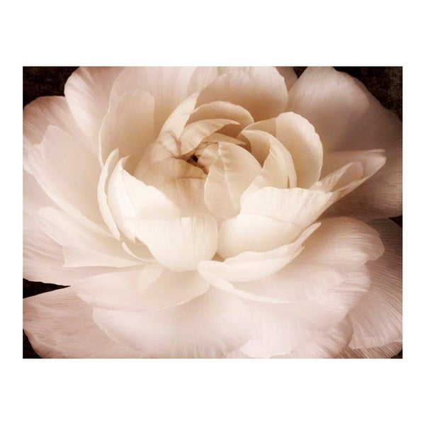 Obraz DecoMalta Rose, 65x50 cm