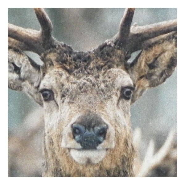 Dywanik Winter Deer 75x50 cm-image-1
