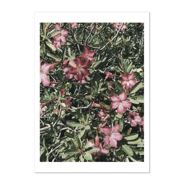 Plakat HF Living Botanic Aphrodite, 50x70 cm
