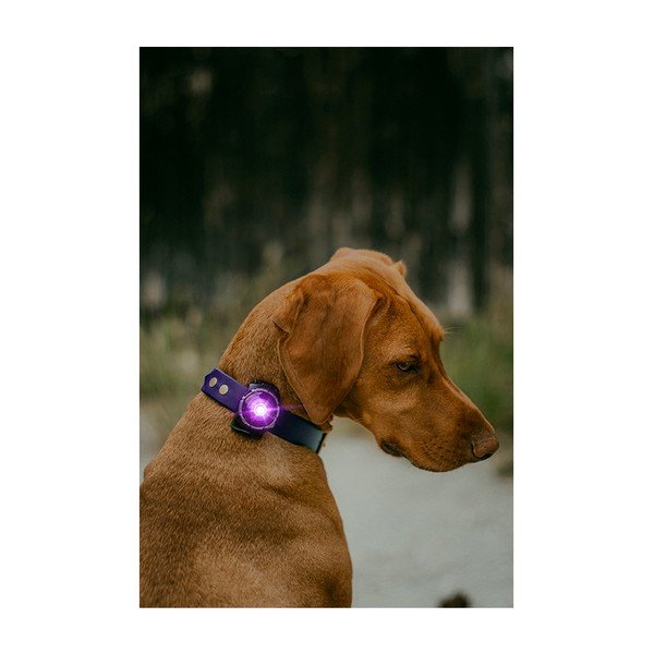 Lampka LED na obrożę Purple – Orbiloc-image-4