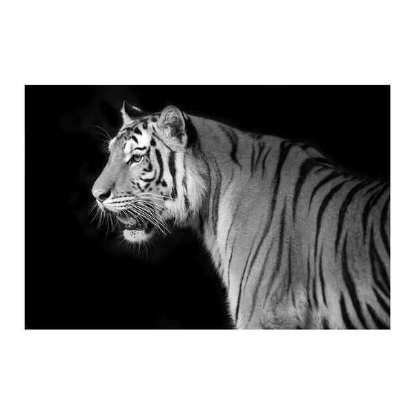 Obraz Ixia Tiger, 120x80 cm