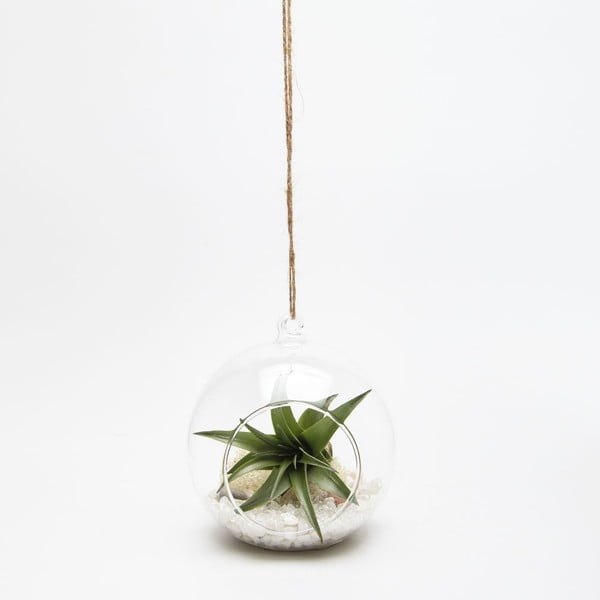 Terrarium z roślinami Globe Mini
