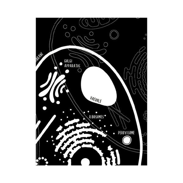 Zestaw 2 plakatów Follygraph Little & Big Biologist, 30x40 cm-image-4