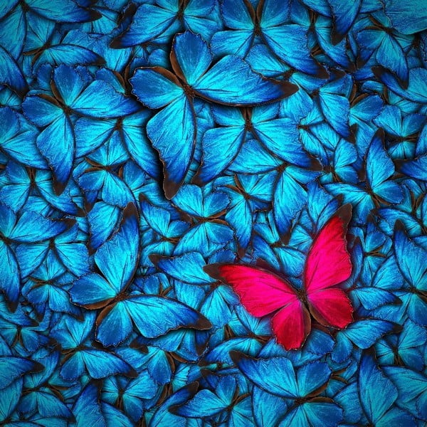 Szklany obraz Insigne Azul Butterfly, 30x30 cm