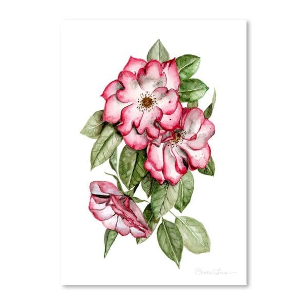 Plakat Americanflat Portland Roses by Shealeen Louise, 30x42 cm