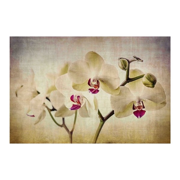 Obraz Marmont Hill Pale Orchids, 45x30 cm
