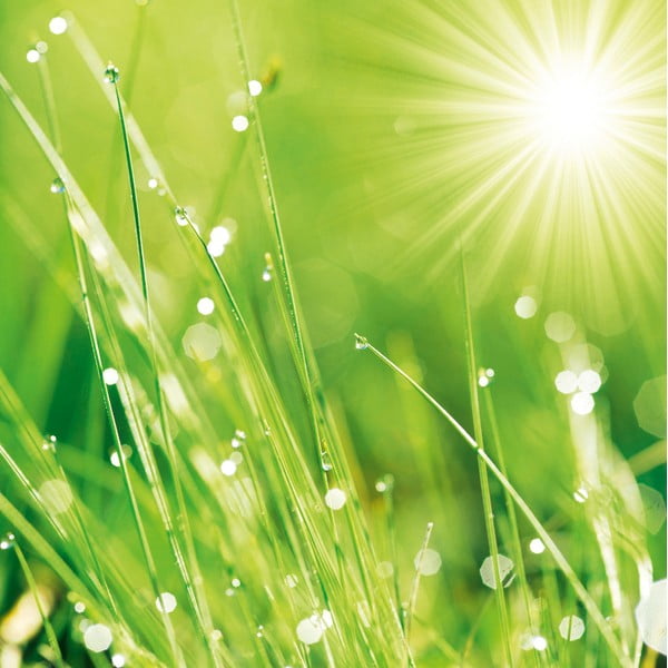 Szklany obraz Lush Morning Grass, 30x30 cm