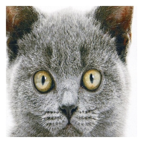 Poduszka Mars&More British Shorthair, 50x50  cm-image-1