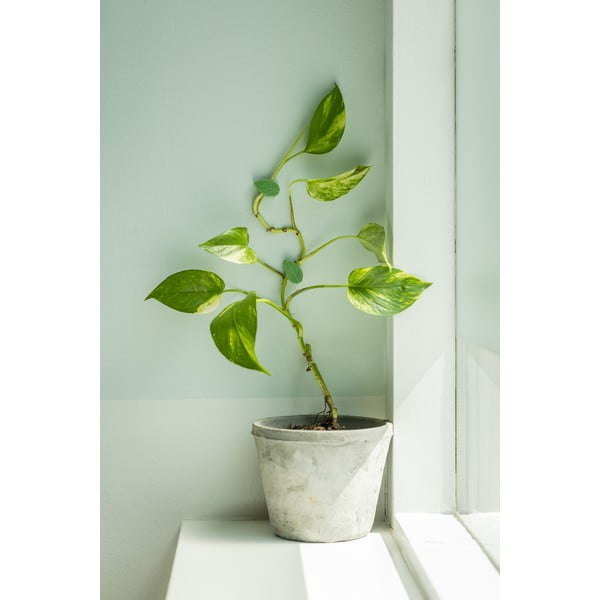 Podpórka do roślin 10 szt. z plastiku z recyklingu (wysokość 3 cm) – Esschert Design-image-1