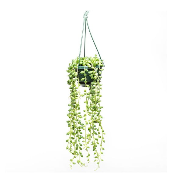 Doniczka wisząca z rośliną String of Peas