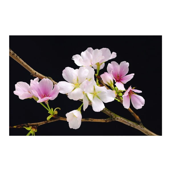 Plakat wielkoformatowy Cherry Blossoms, 175x115 cm