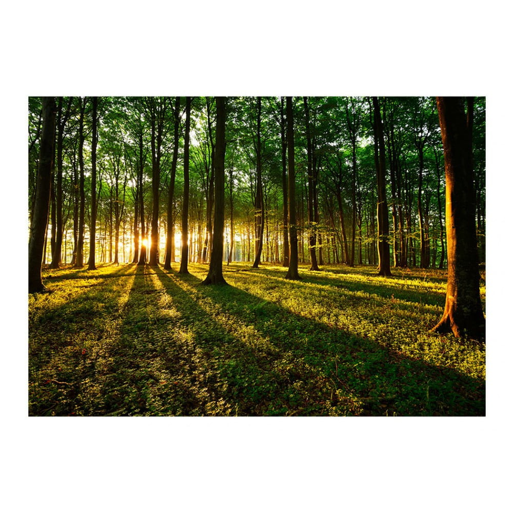 Tapeta wielkoformatowa Bimago Morning, 350x245 cm
