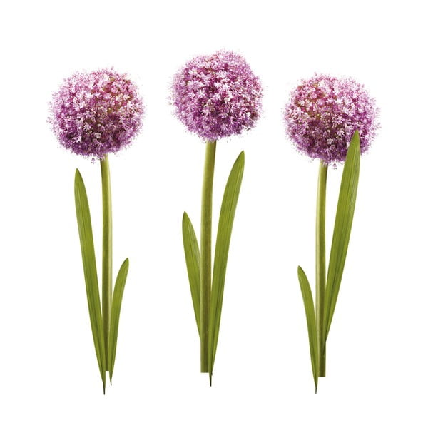 Naklejka Alliums-image-1
