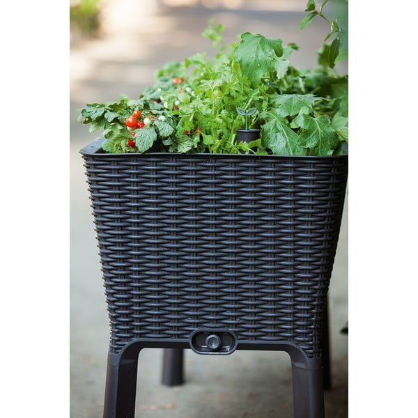 Doniczka Easy Grow – Keter-image-2