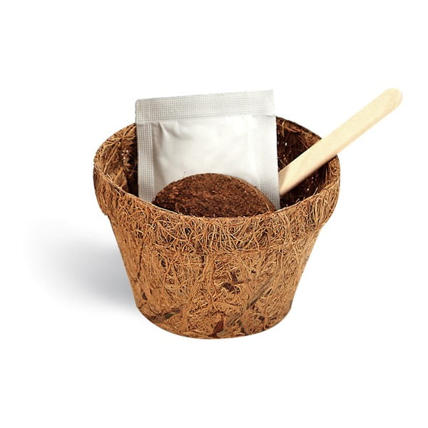 Zestaw do uprawy roślin z ziarnami kawowca Gift Republic Coffee Lover-image-1