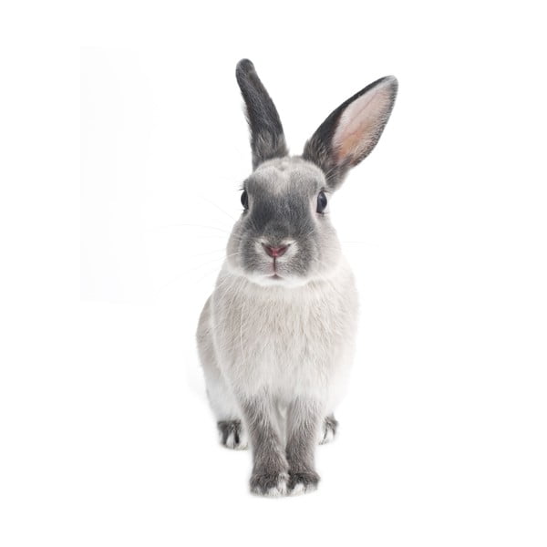Naklejka ścienna Dekornik Rabbit Harry, 103x50 cm