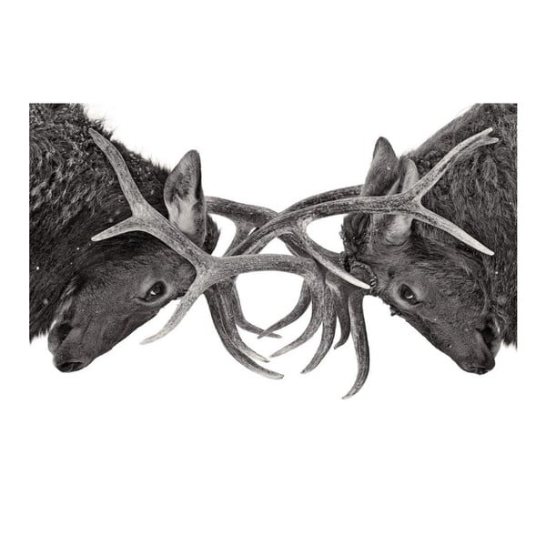Obraz DecoMalta Deer, 80x60 cm