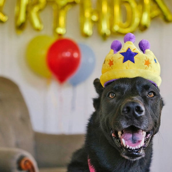 Zabawka dla psa Royal Crown – P.L.A.Y.-image-1