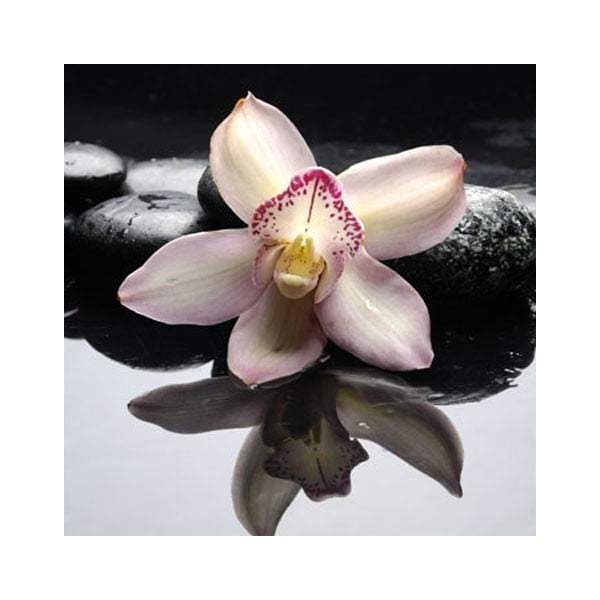 Obraz na szkle Orchidea Zen II, 50x50 cm