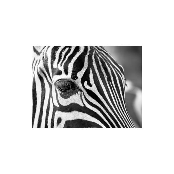 Obraz Zebra, 60x80 cm