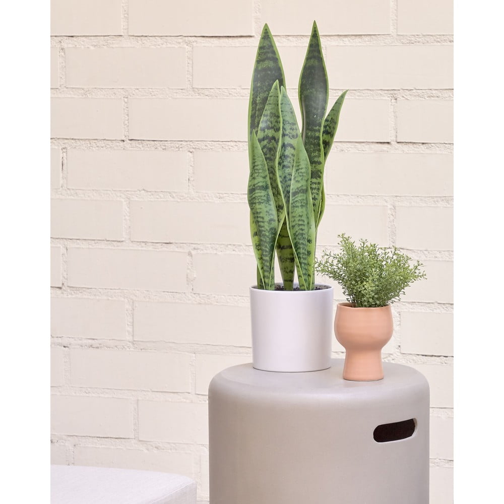 Sztuczna roślina (wysokość 55 cm) Sansevieria – Kave Home (zdjęcie 6)
