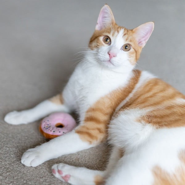 Zabawki dla kota zestaw 3 szt. Donuts – P.L.A.Y.-image-2